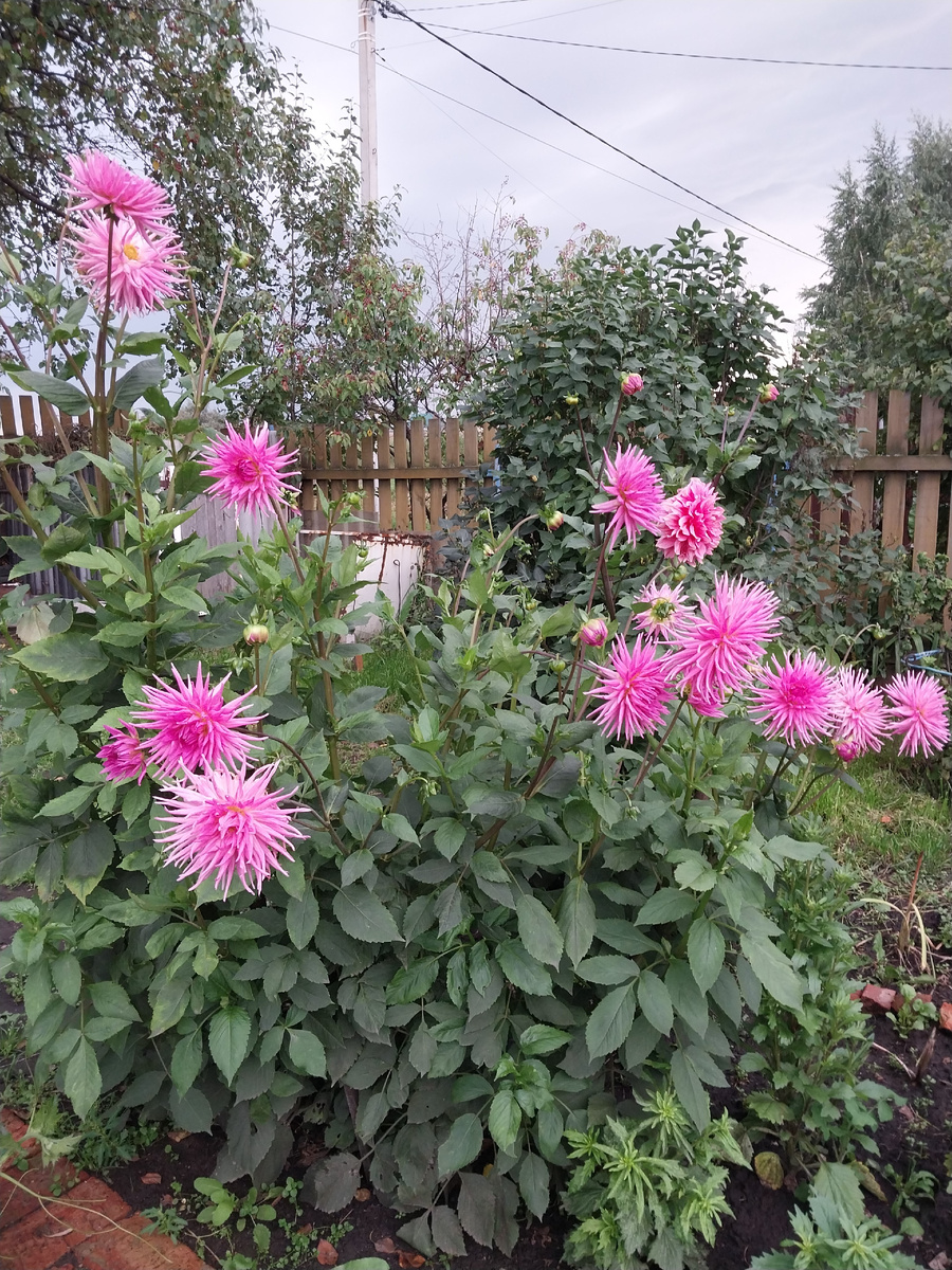 Мои георгины.