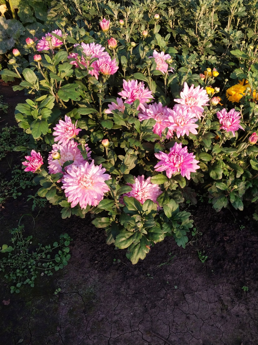 Розовая хризантема мультифлора.