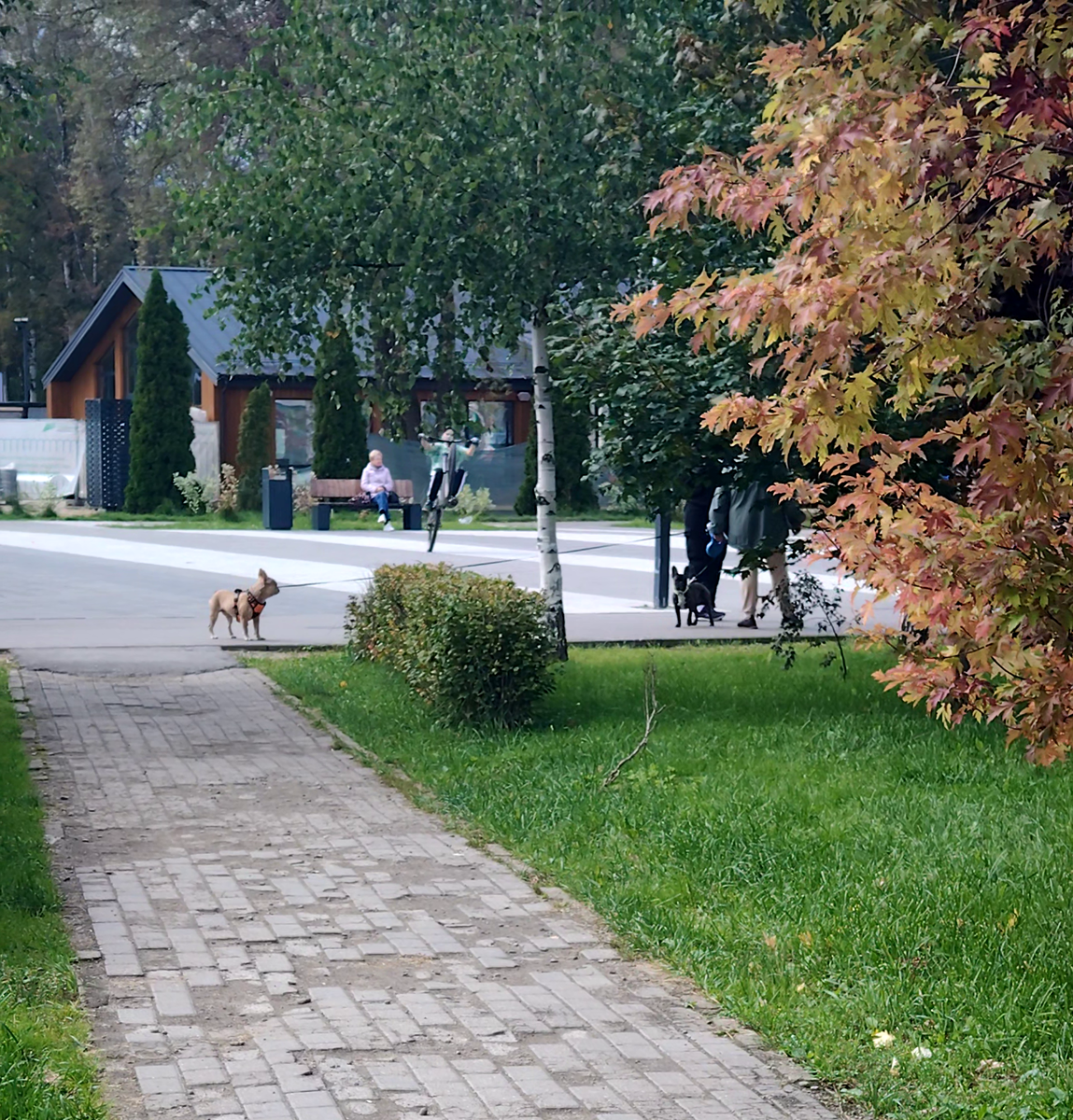 Собаки ждут государственную ветеринарную службу