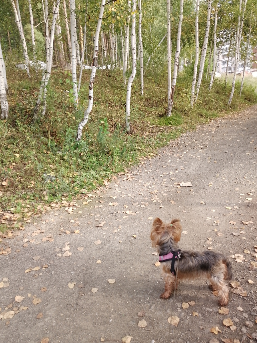 Осень наступает. Немного грустно
