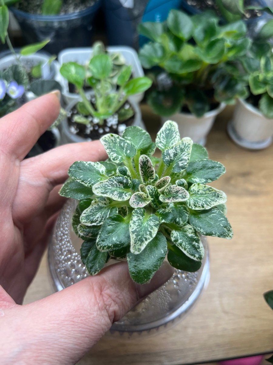 Мини фиалочка на фитиле