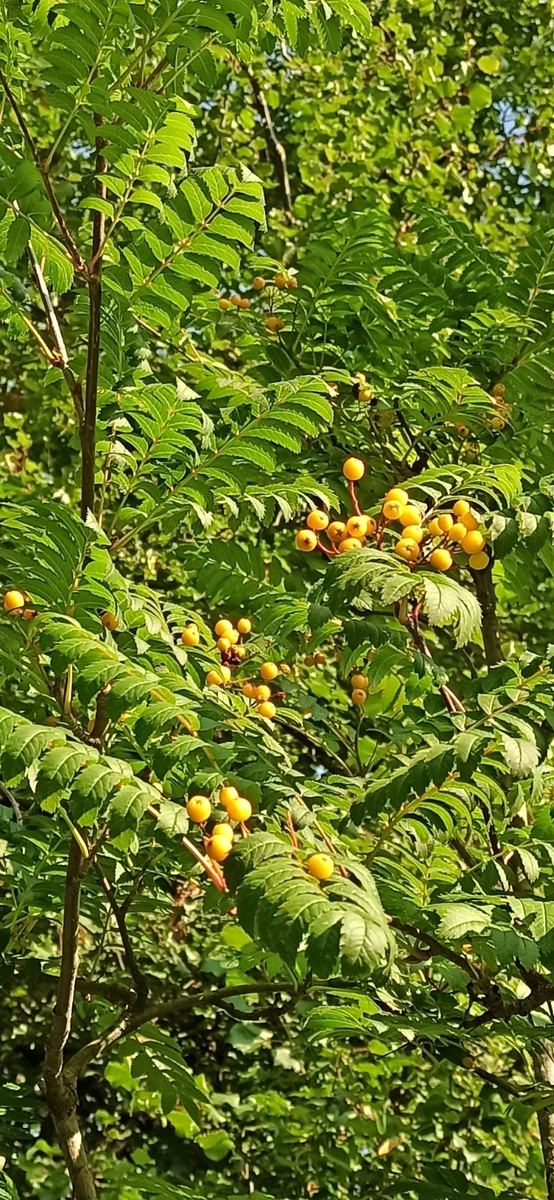 Личное фото.  Жёлтая рябина. СПб. 