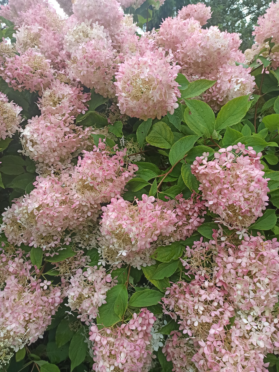 Личное фото.  СПб. 