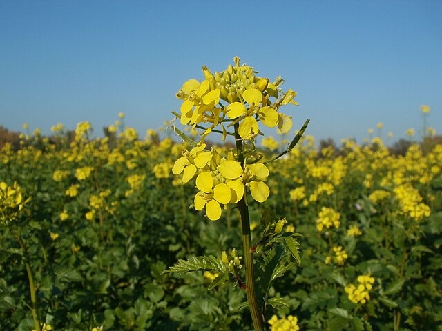 Фото: Лицензия - CC0. Белая горчица