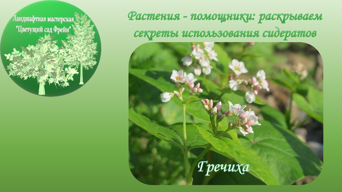 Фото автора с использованием изображения по Лицензии CC0.