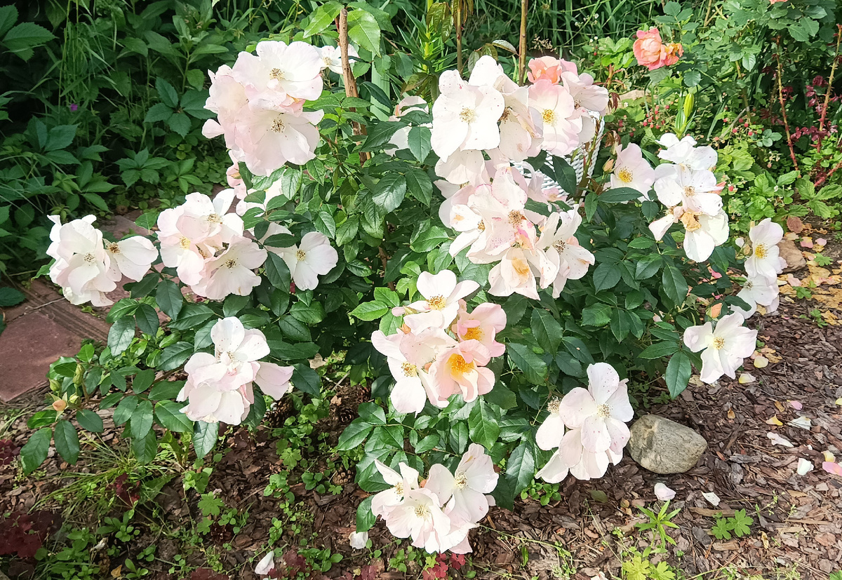 САЛЛИ ХОЛМС