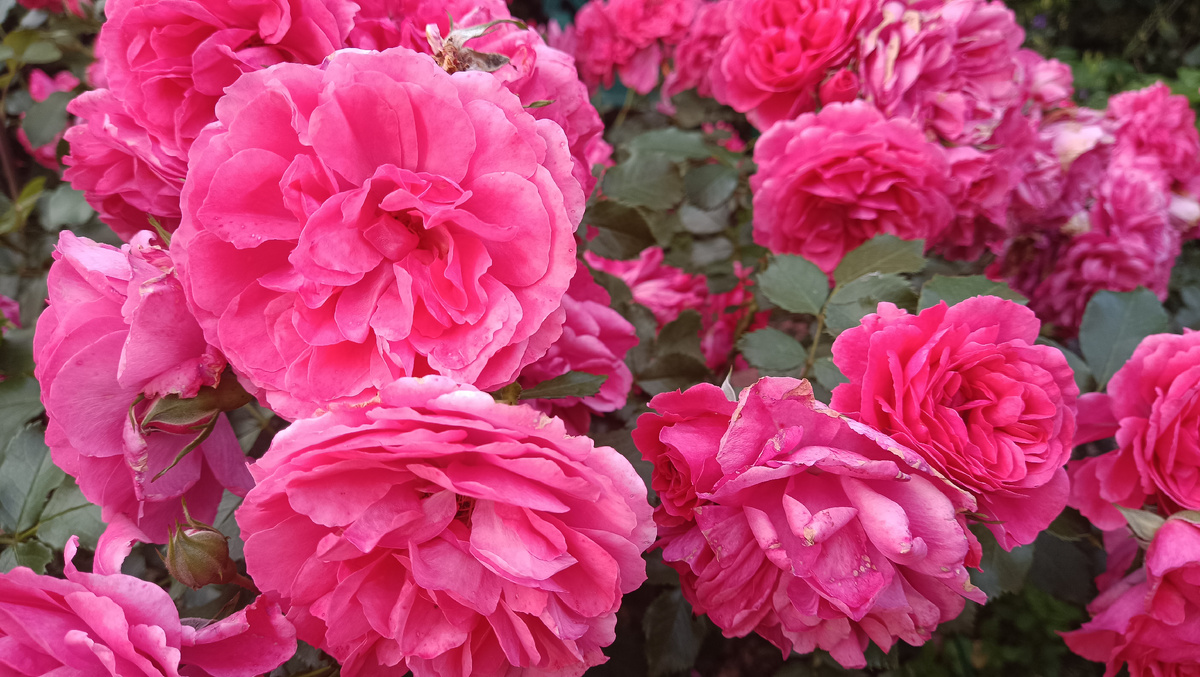 РОЗАРИУМ ЮТЕРСЕН