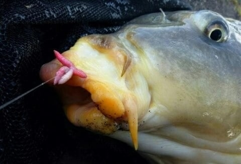 Фото с сайта: https://sun9-71.userapi.com/impg