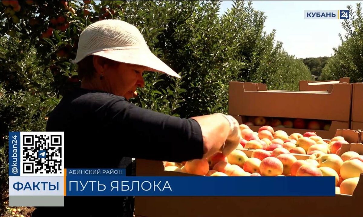    Видео канала «Кубань 24»