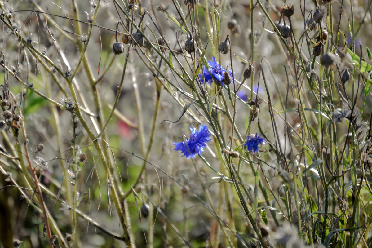    Фото: Viktorija Nikitina / Unsplash.com