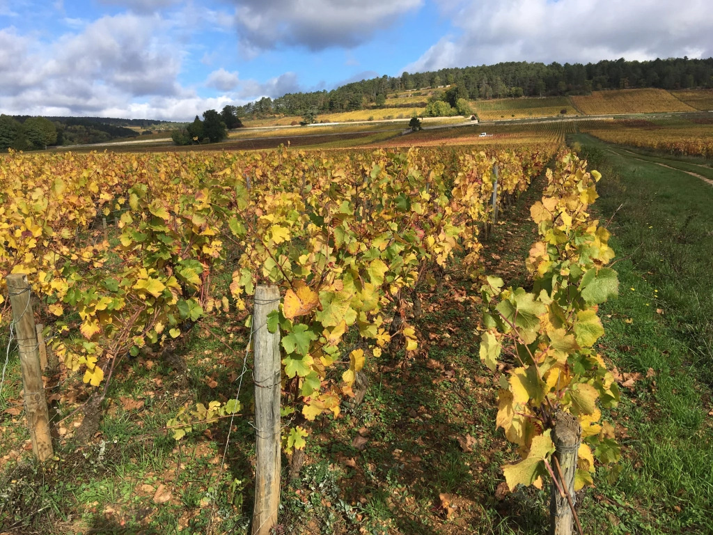 Участок виноградников Domaine Antonin Guyon в Боне