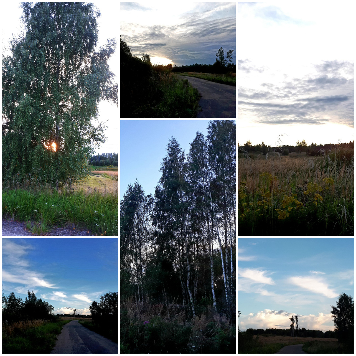 Коллаж автора 26.08.2025г.