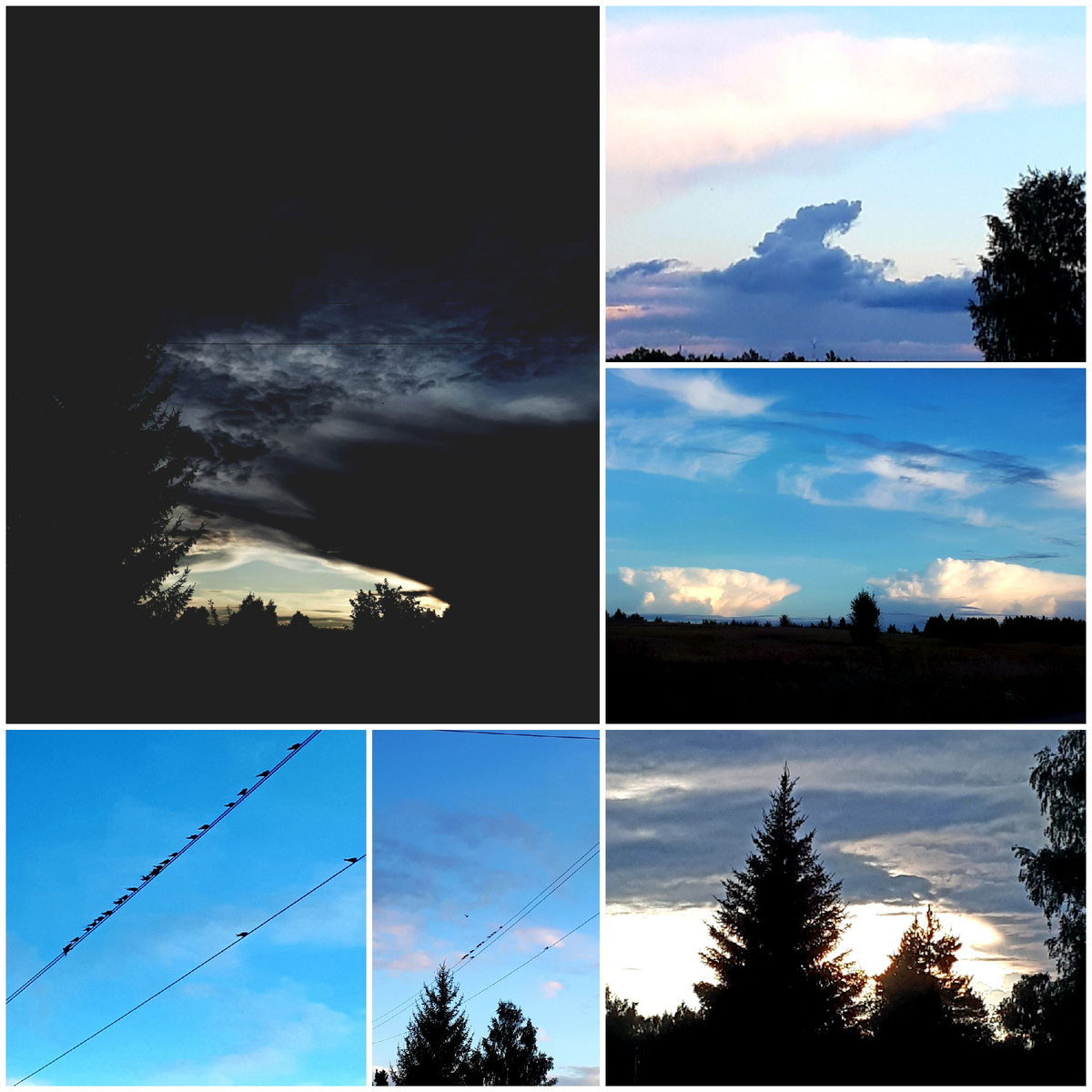 Коллаж автора 26.08.2025г.