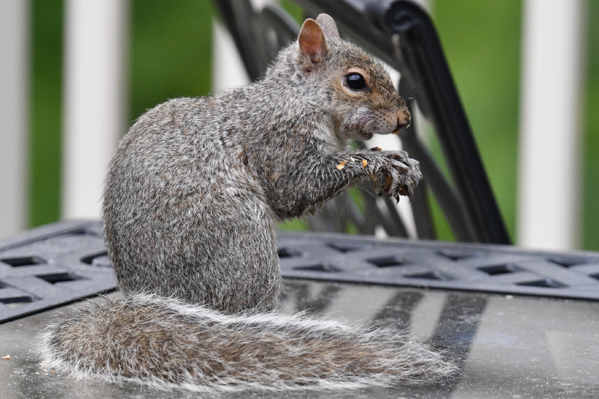 У бельчонка ни стыда, ни совести, залез прямо с лапами на стол ))