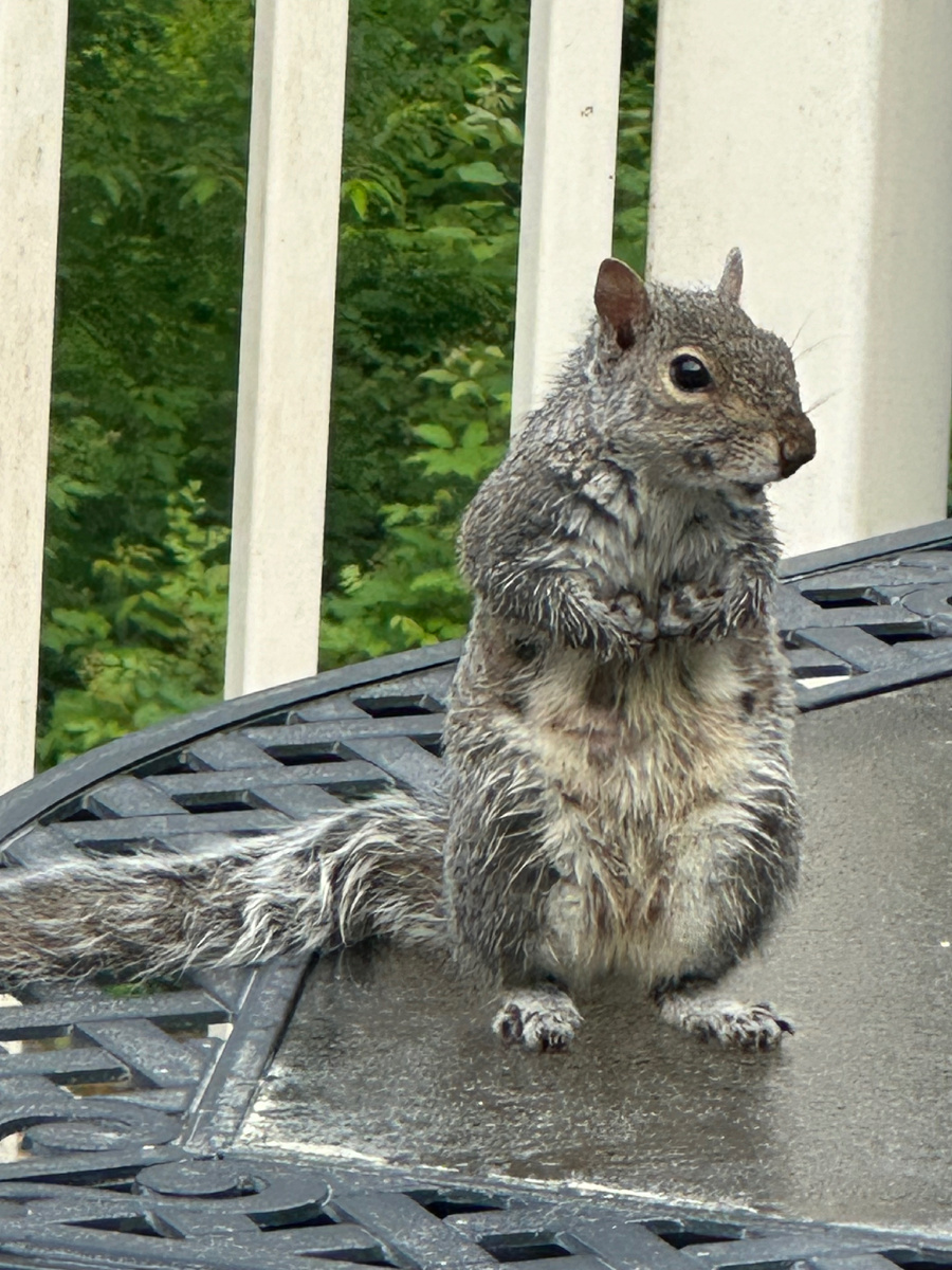 А это уже попрошайка немного покрупнее
