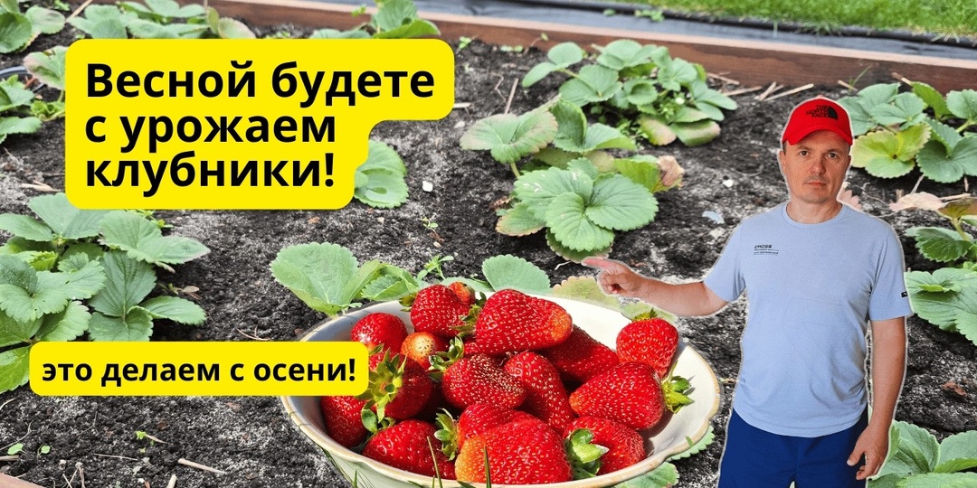 Осенний уход за клубникой. Залог мегаурожая в следующем году.