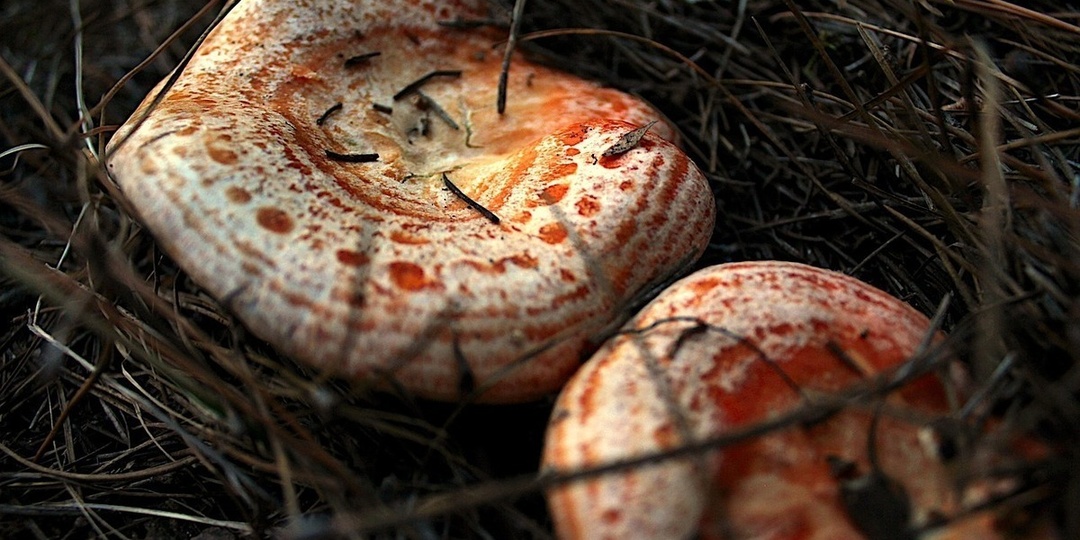 Тюменские кулинары добавляют соль при замачивании грибов