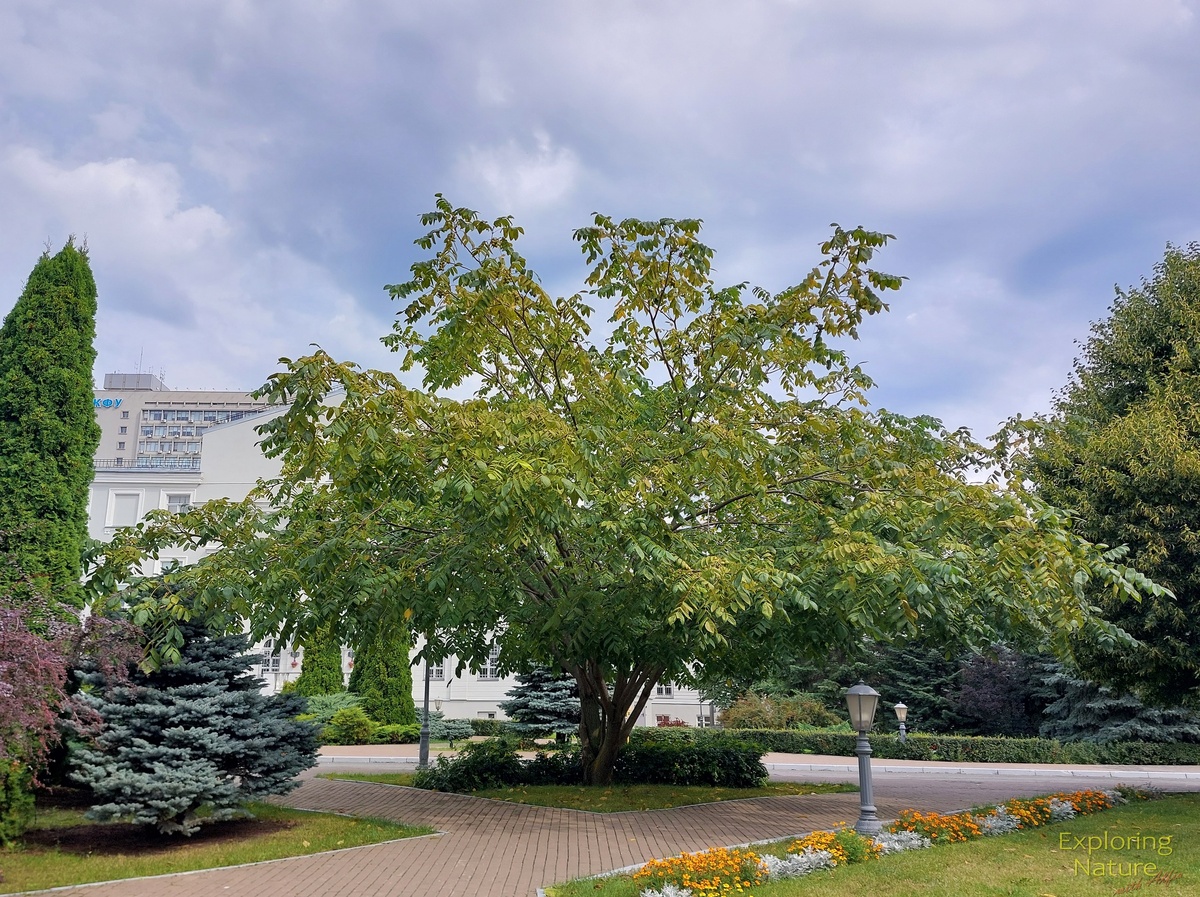Орех маньчжурский (Juglans mandshurica Maxim.). Казань, КФУ, университетский дворик. август 2025