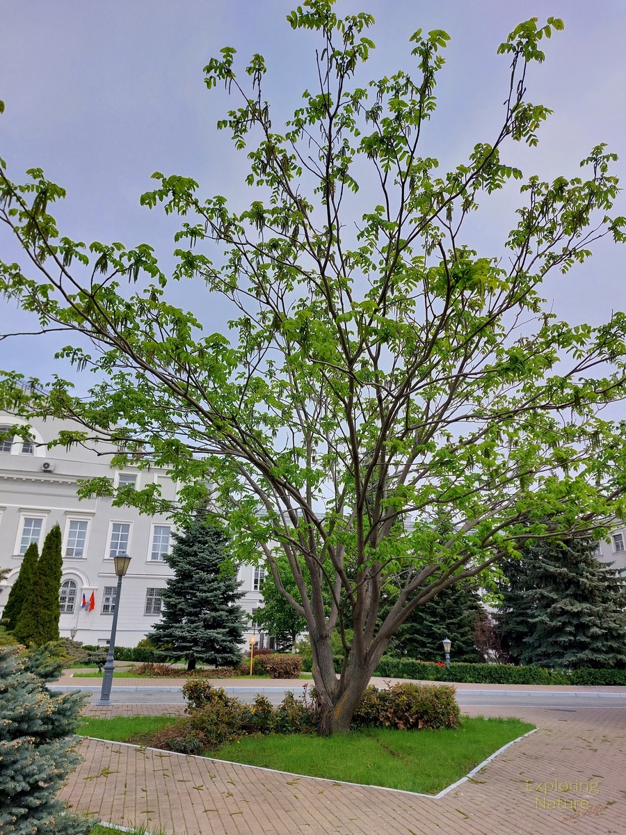 Это же самое дерево весной (10.05.2025), в пору цветения: листья только начали распускаться, поэтому крона дерева выглядит разреженной