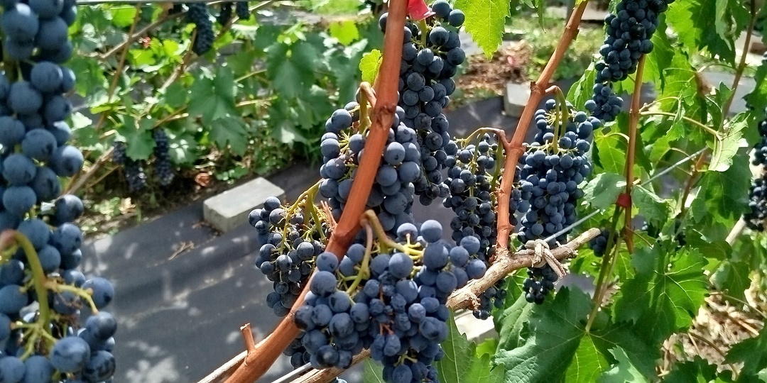 Вызревание лозы. Пора бы озаботиться