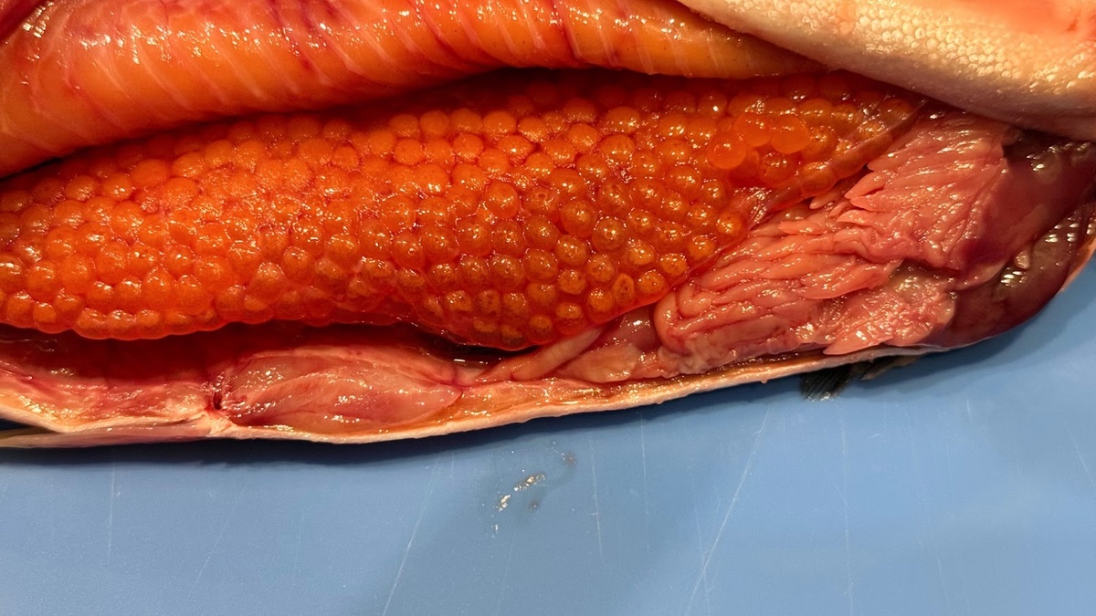 Вот такой сюрприз внутри рыбки