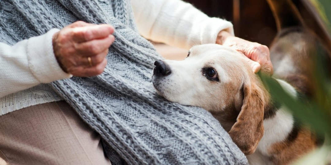 5 запретных фраз, которые нельзя говорить собачникам
