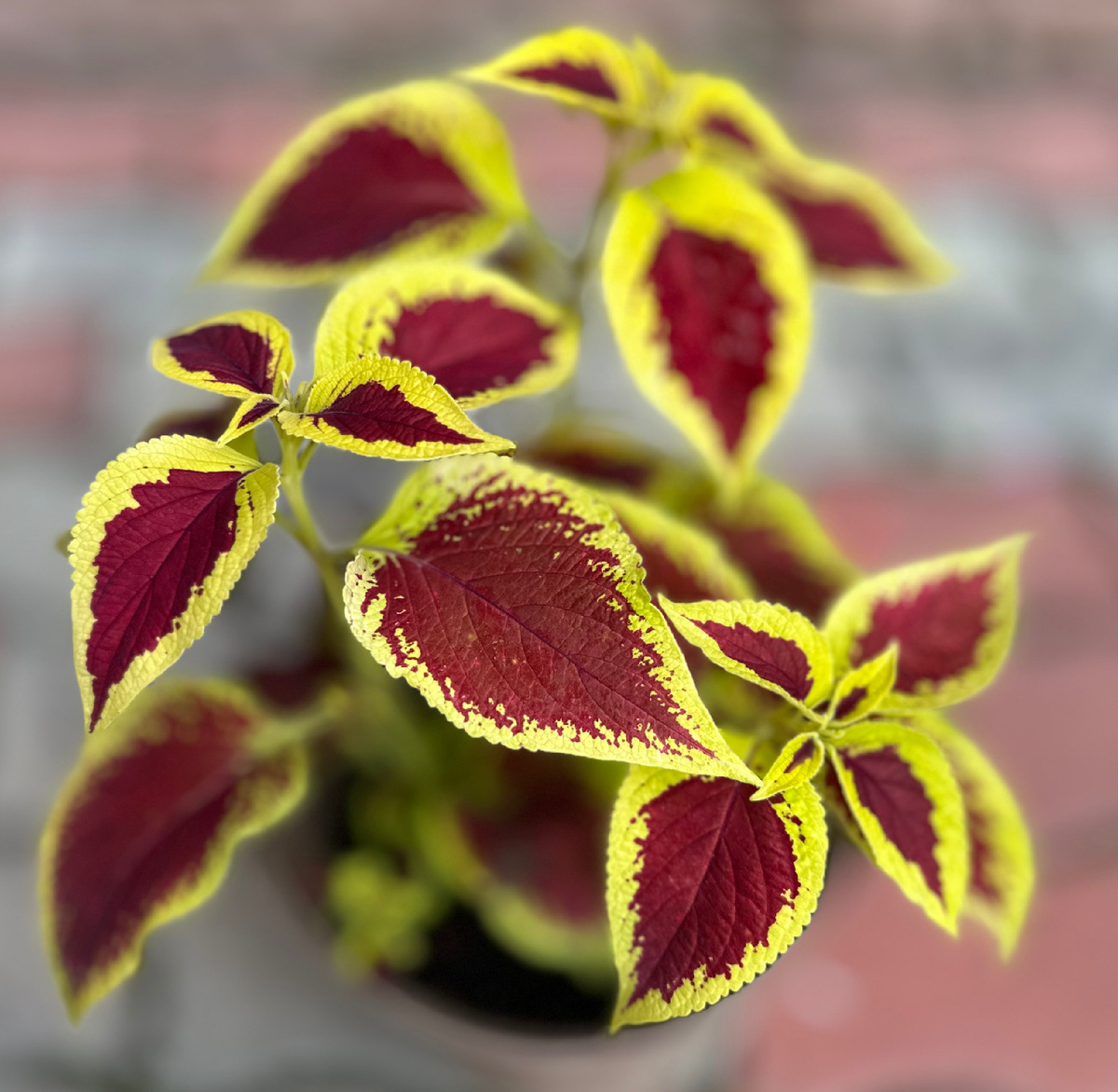 Вот такая красавица  растет у меня в саду!