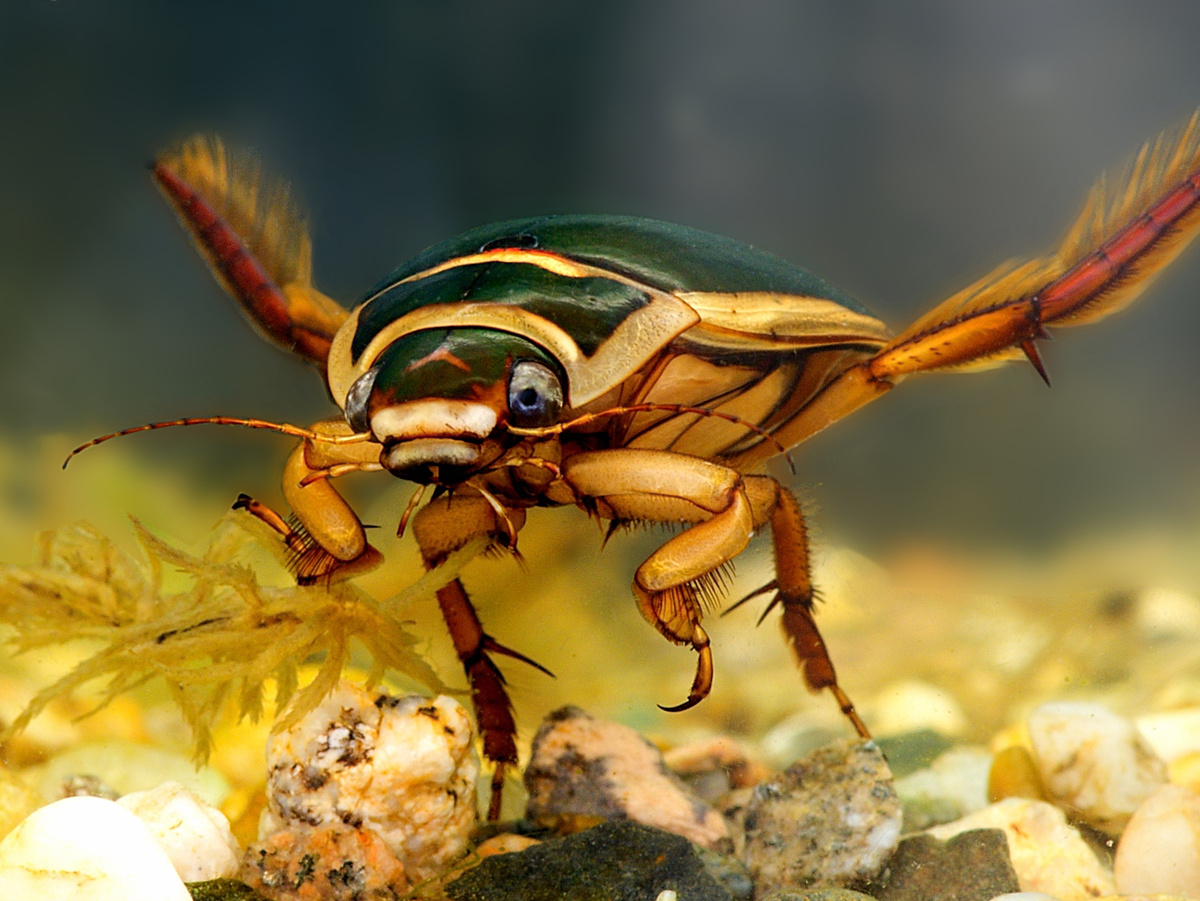 Плавунец вида Dytiscus marginalis. Фотография: Vit Lukas, CC BY-NC.