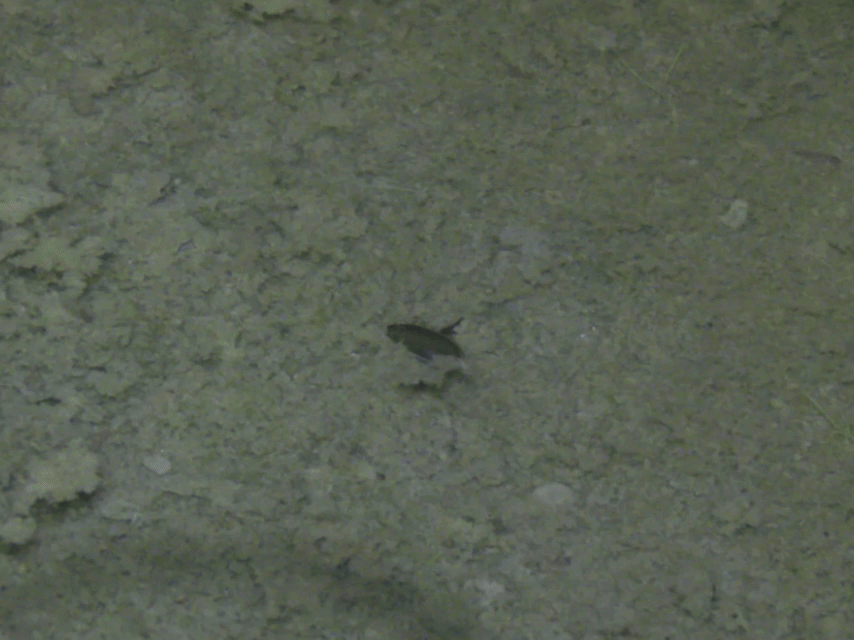 Pristurus, CC BY-SA 3.0