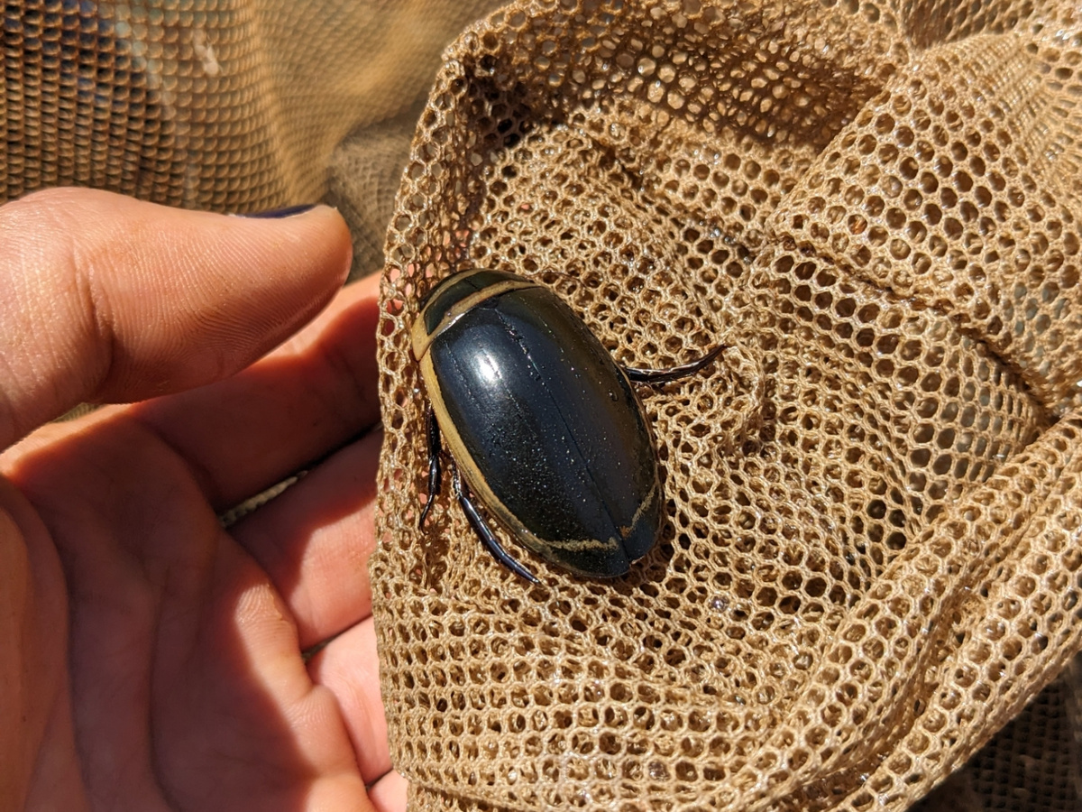 Плавунец вида Dytiscus harrisii. Фотография: Quinlan Wu, CC BY-NC