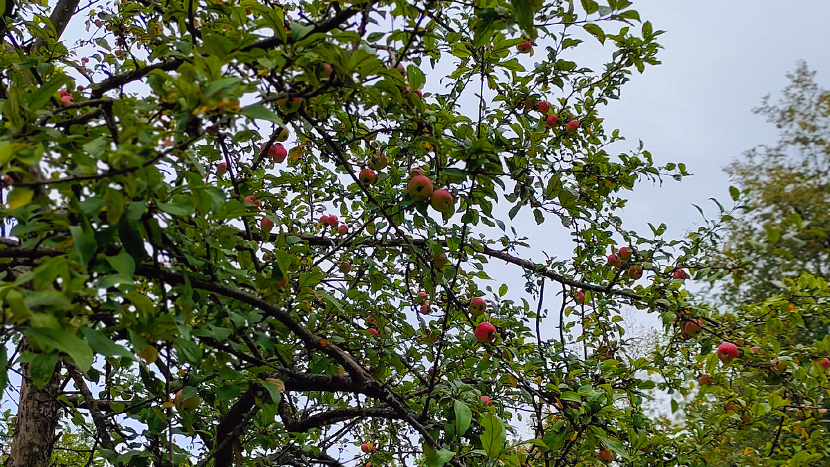Яблоня. Архитектурно-этнографический музей-заповедник Щёлоковский хутор в Нижнем Новгороде