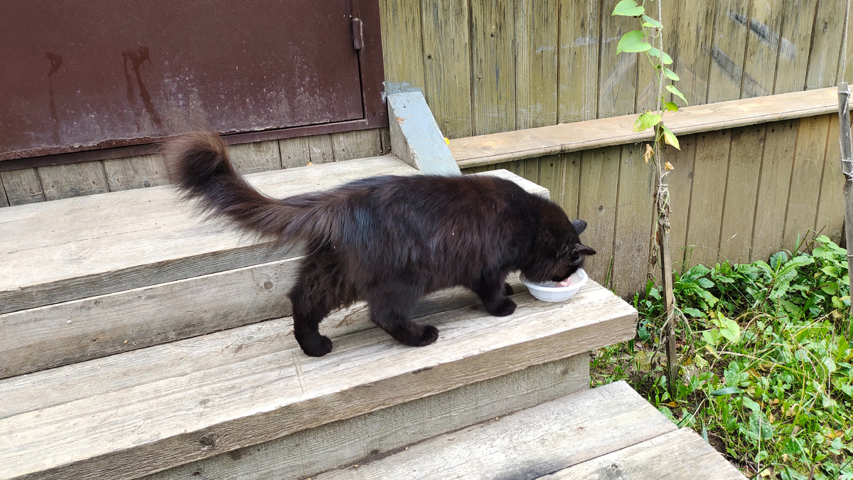 Местный кот. Архитектурно-этнографический музей-заповедник Щёлоковский хутор в Нижнем Новгороде