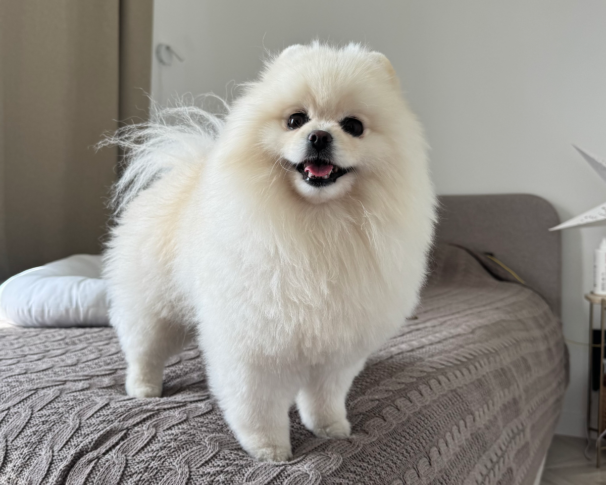 Вы только посмотрите на эти глазки! Разве можно ей что-то запрещать?!