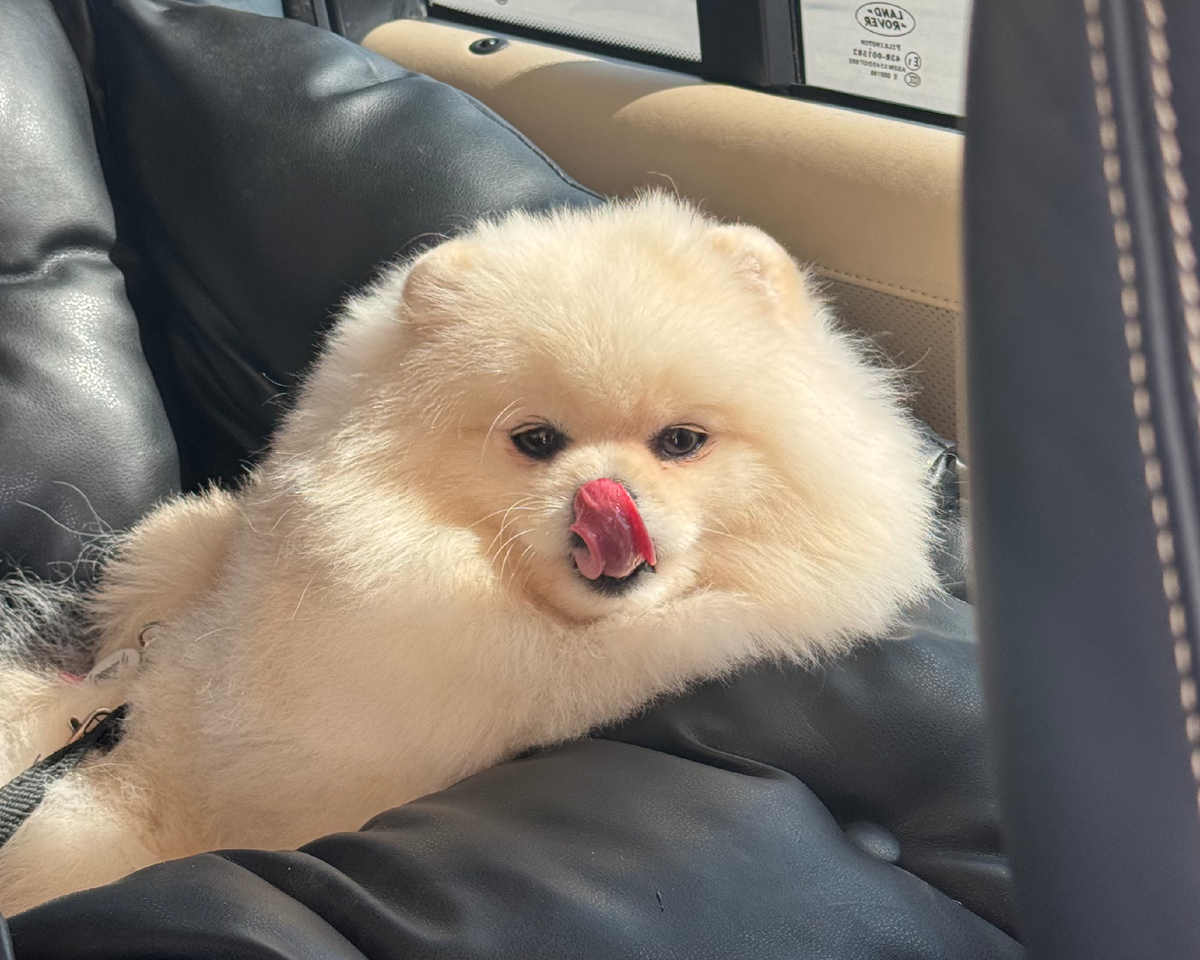 Касси у нас очень самостоятельная! Ездит в машине только в своем автокресле 