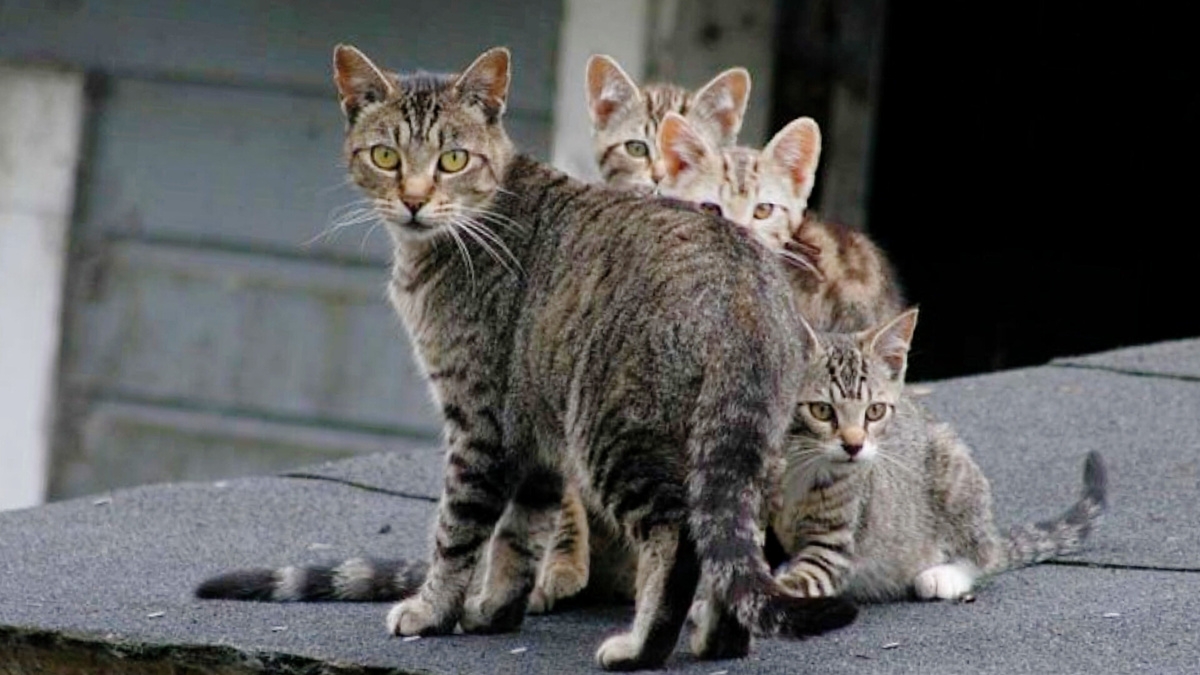Кошки матери выращивают малышей часто ценой собственной жизни. ЕЩЕ ФОТJ --->>г