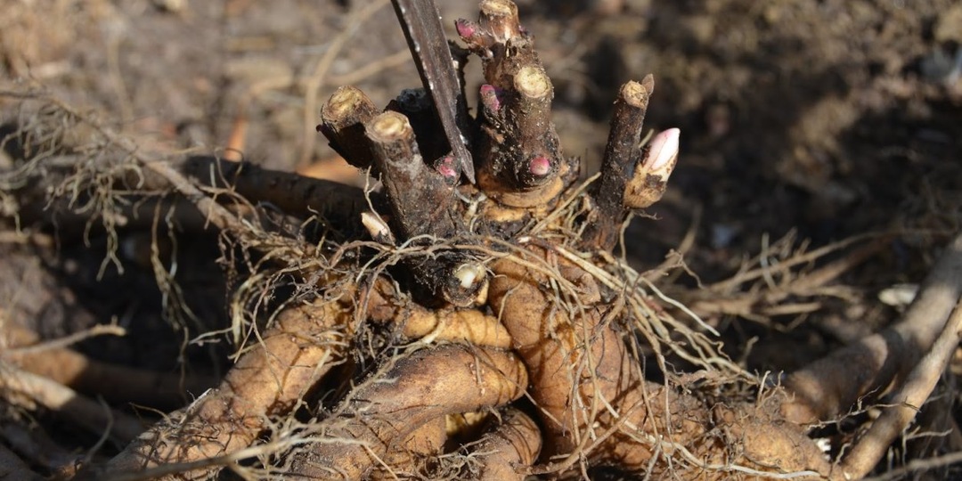 Как правильно пересадить пионы осенью. Мои небольшие хитрости