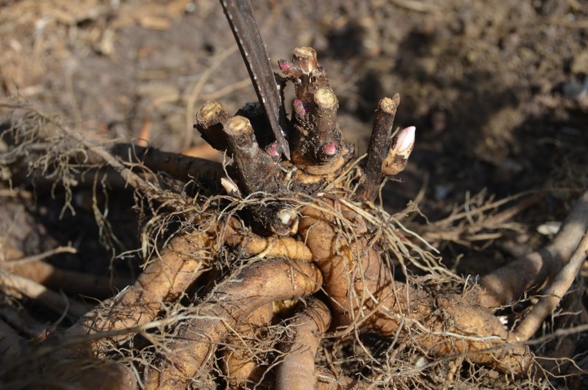 Корни пиона. Источник фото: southernpeony.com