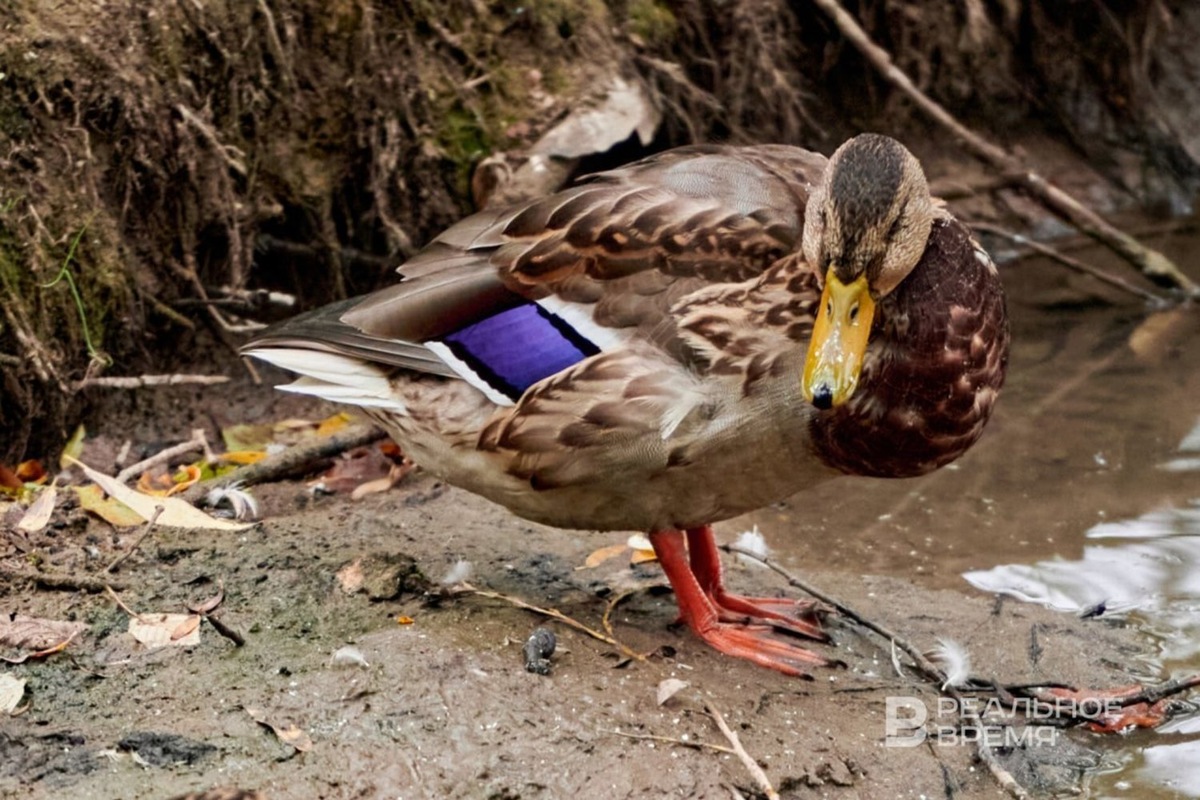   Динар Фатыхов / realnoevremya.ru