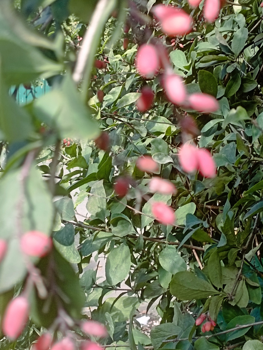 Барбарис? Интересный эффект получился. Фокус на листьях) 