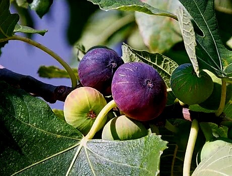 Фото инжира.