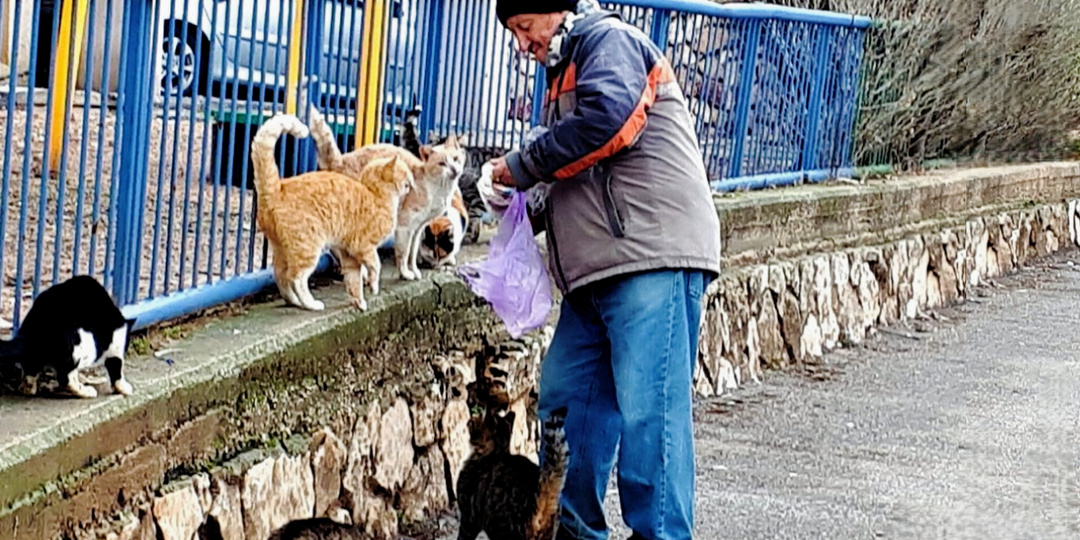 Кошки против опасного недуга: неужели бродячие животные – лекарство, о котором мы не знаем