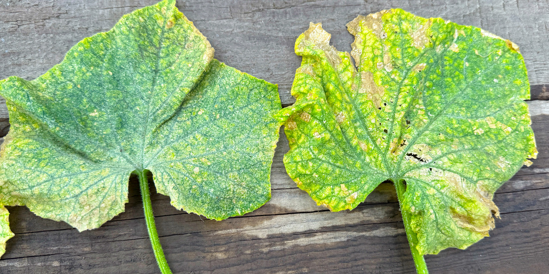 Срочно дайте это огурцам, чтобы не желтели, не засыхали и обильно плодоносили до заморозков
