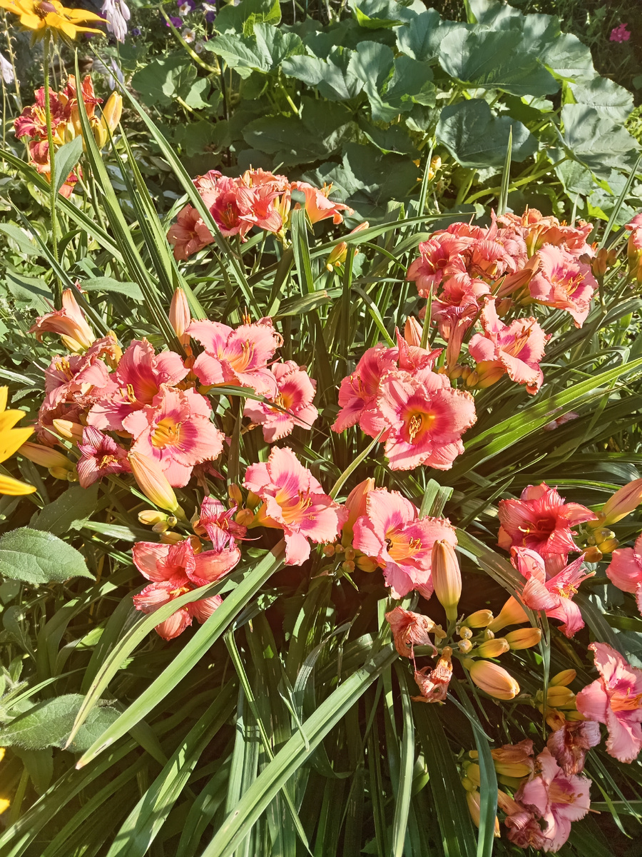 "СТРОБЕРРИ КЕНДИ".