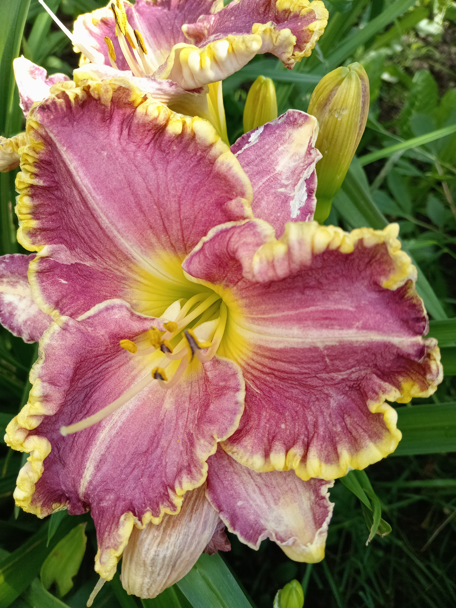 "ГВЭН ЛЕМАН".