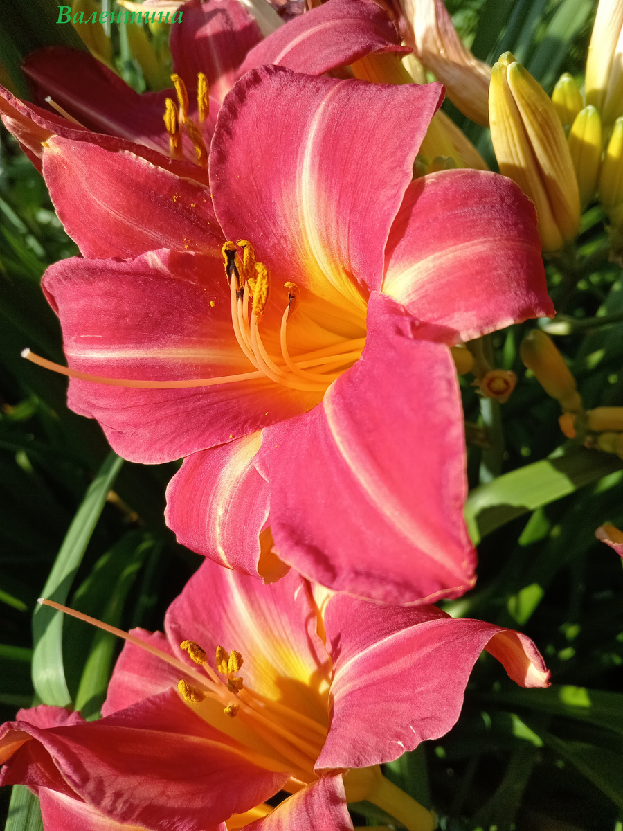 "ПИНК ДАМАССК",