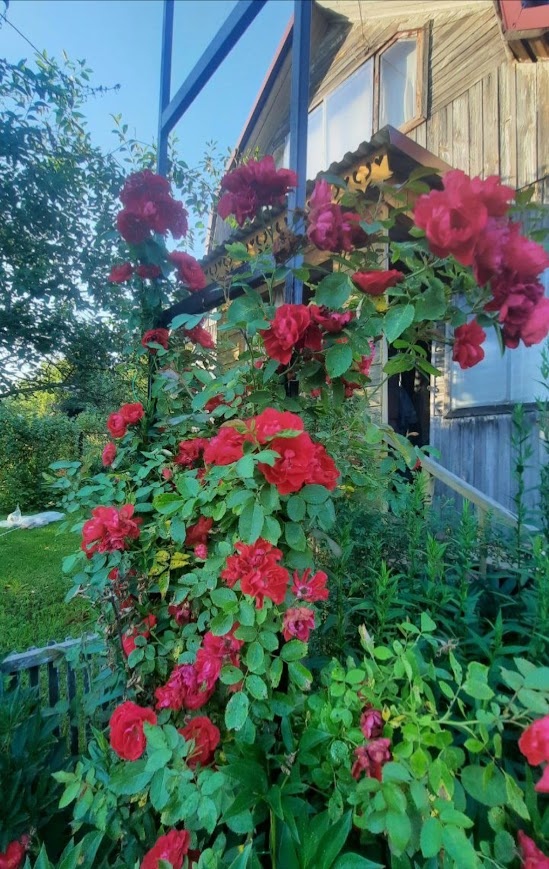 У меня свои цветочки аленькие у папы на даче растут