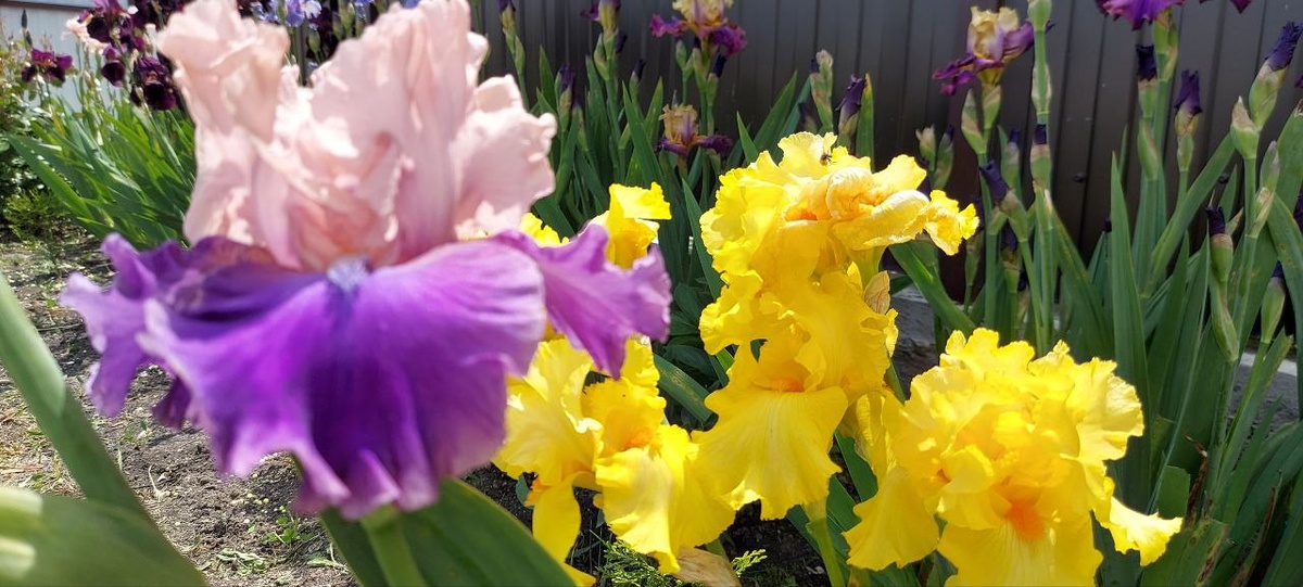 Ирисы вдоль всего нашего забора.