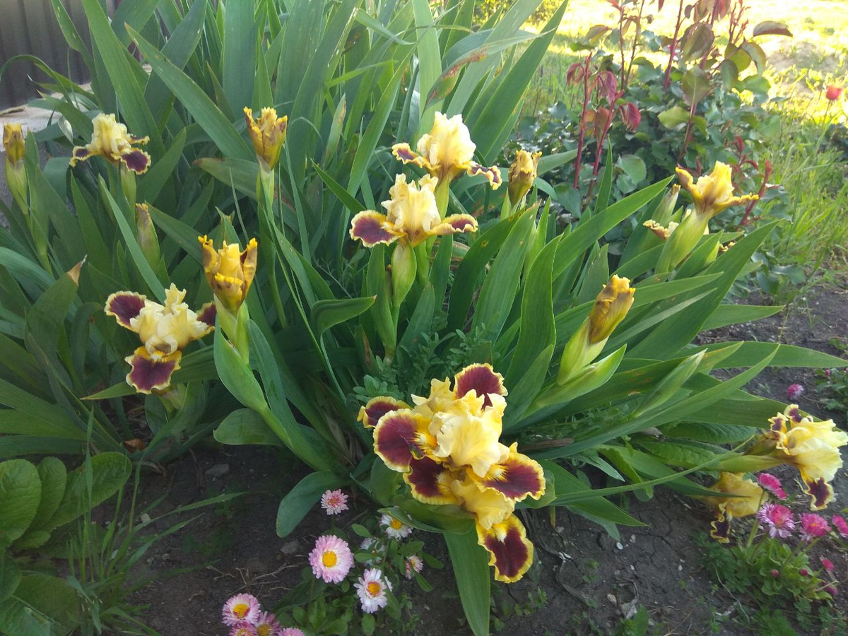 Перед забором около калитки.