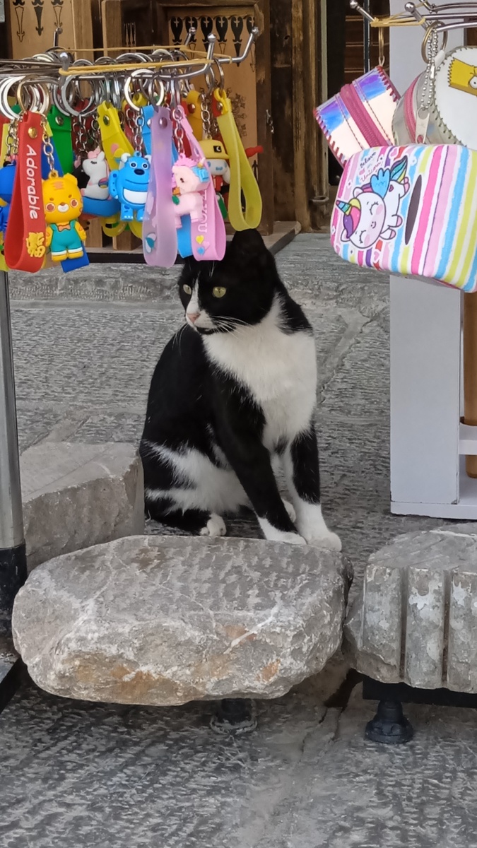 Персидский котэ