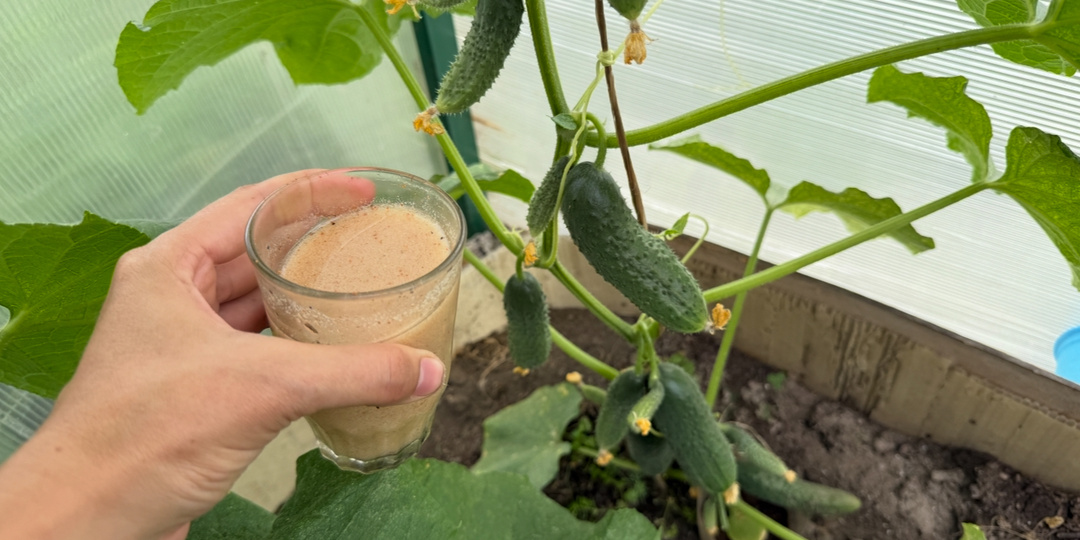 Срочно дайте это удобрение огурцам в начале осени и урожай ведрами будете собирать до холодов